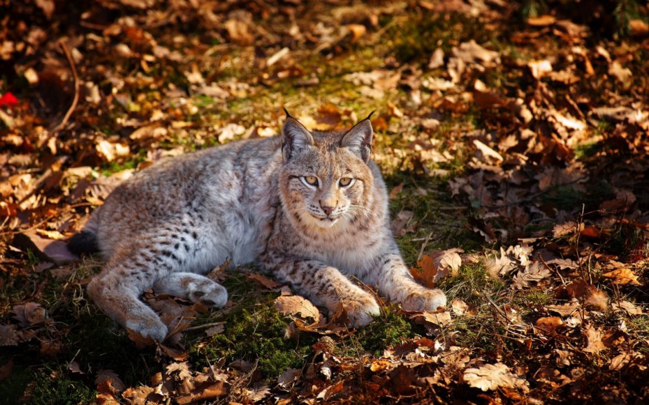 Кот Манул