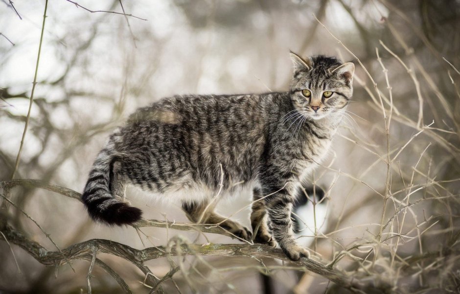 Кавказский Лесной кот