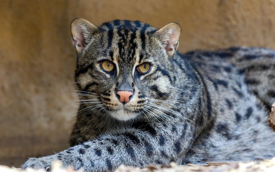 Европейская Дикая Лесная кошка короткошёрстная