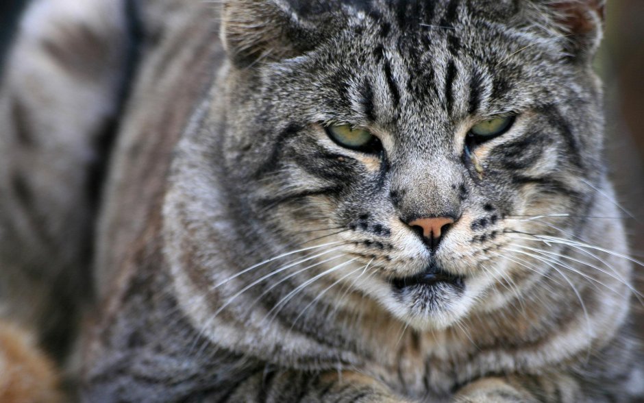 Шотландская Лесная кошка
