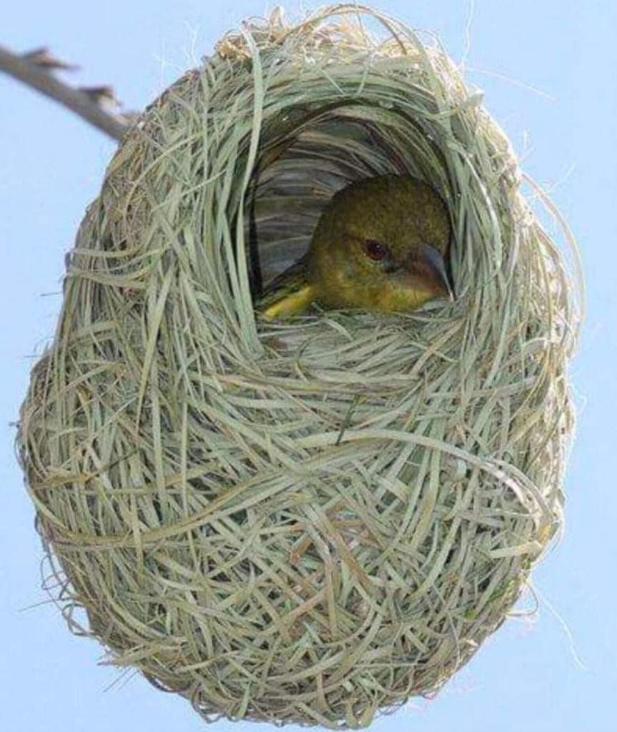Гнездо гнездиться гнездовье гнездовой