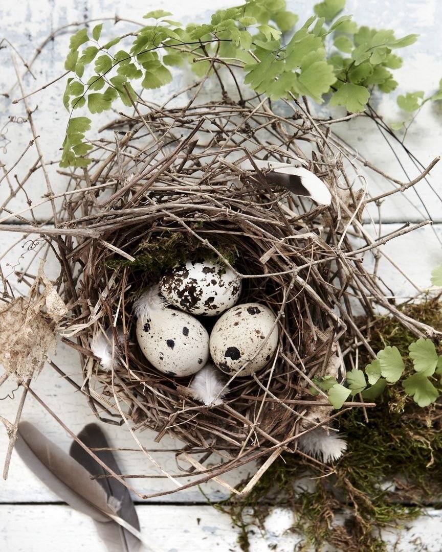 Птичьи яйца в гнезде