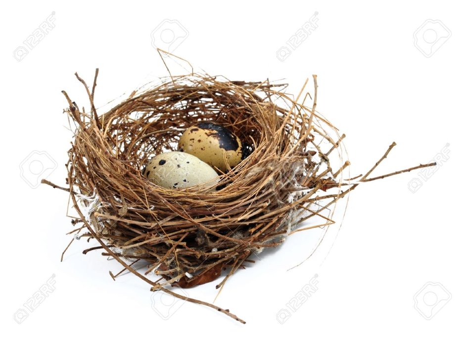 Стаи птиц в гнездах