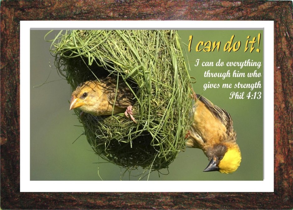 Чиж птица гнездо