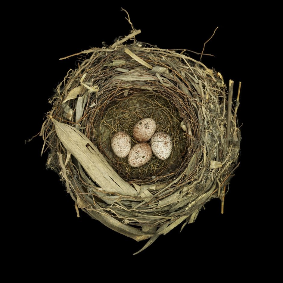 Птичье гнездо сверху