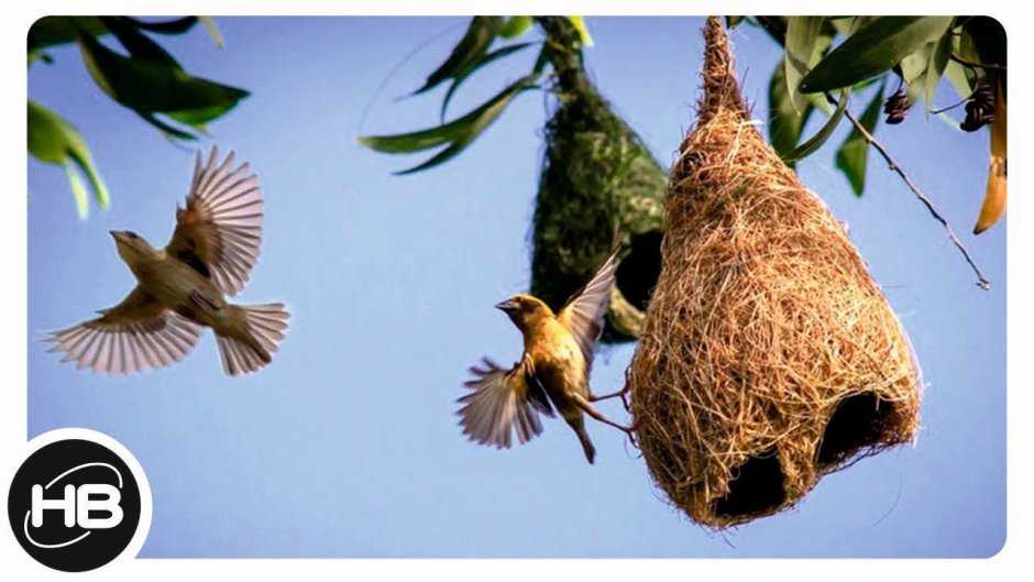Гнездо для птиц.