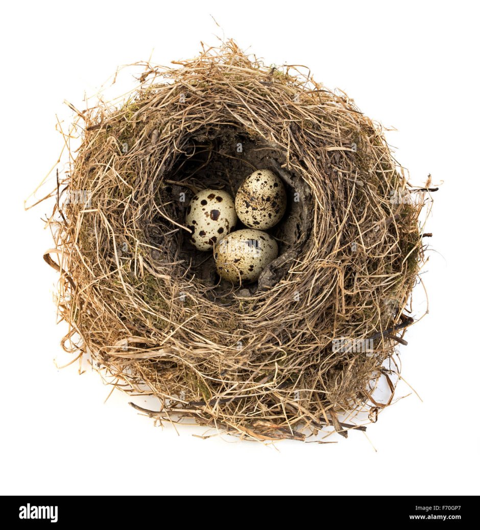 Птенчики в гнезде