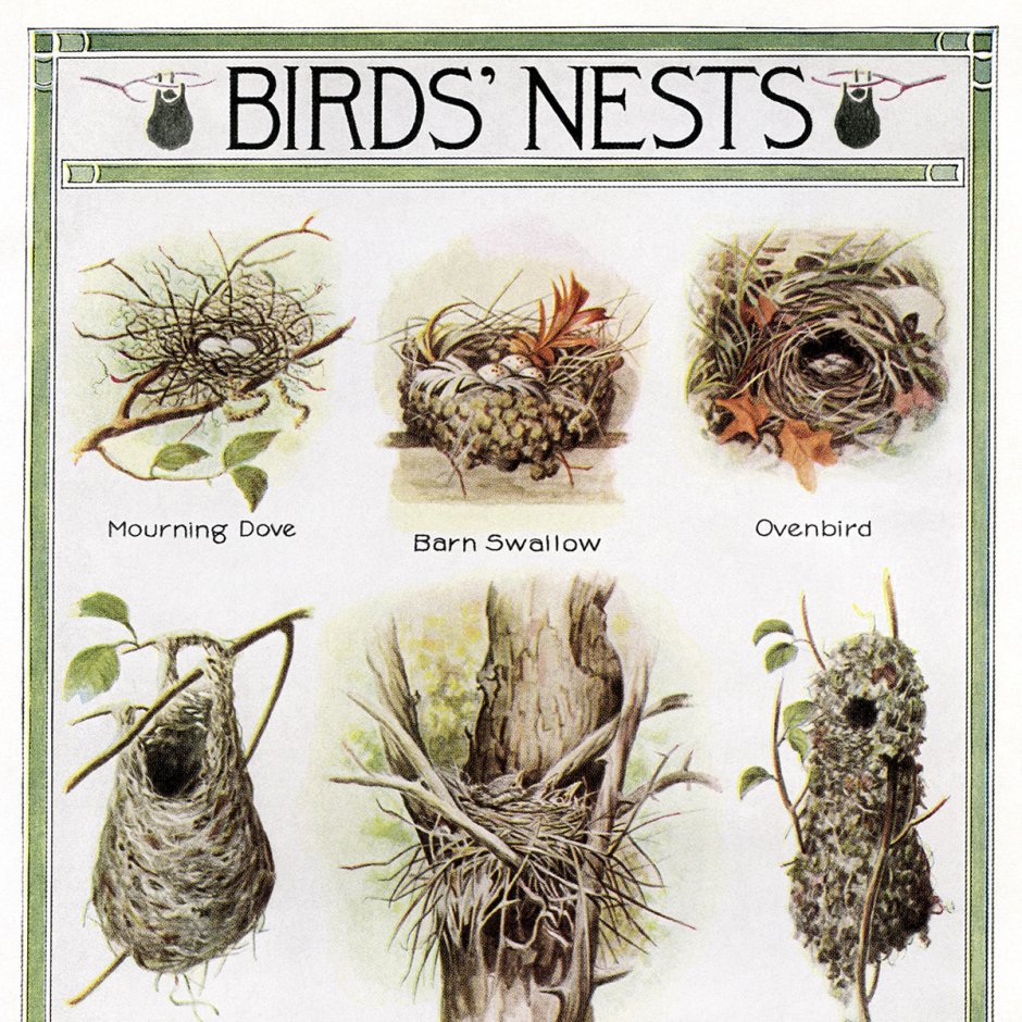 Книги о птицах и их гнездах