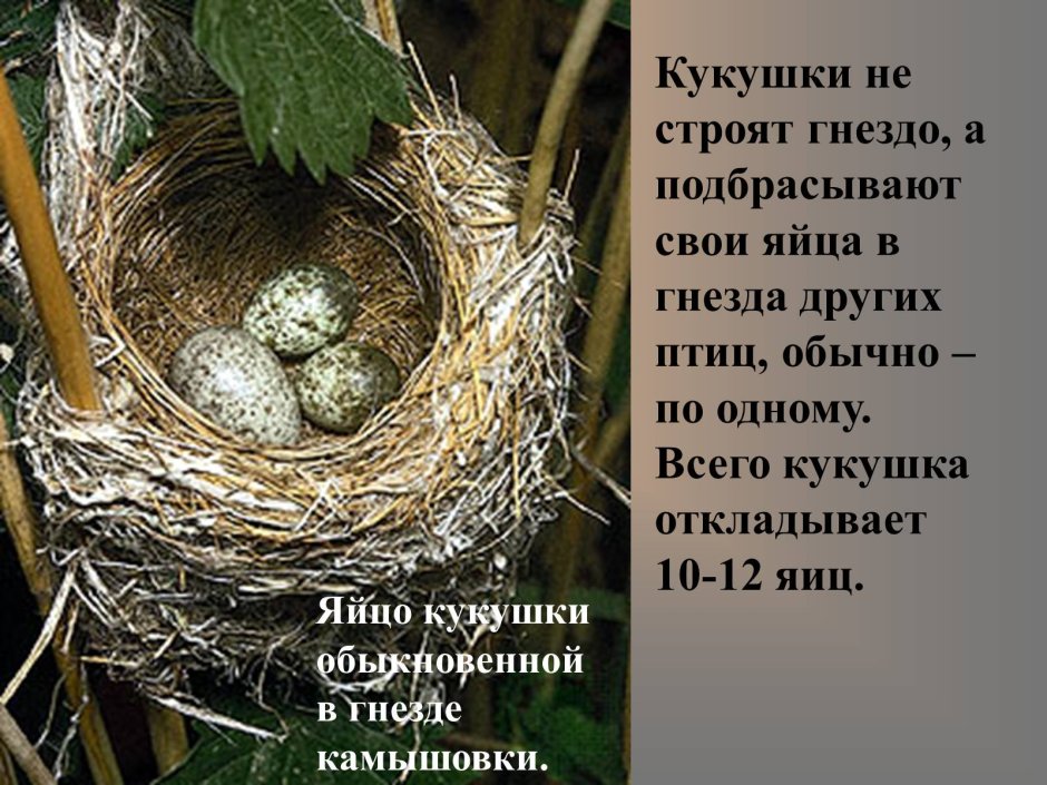 В чьих гнездах Кукушка откладывает яйца
