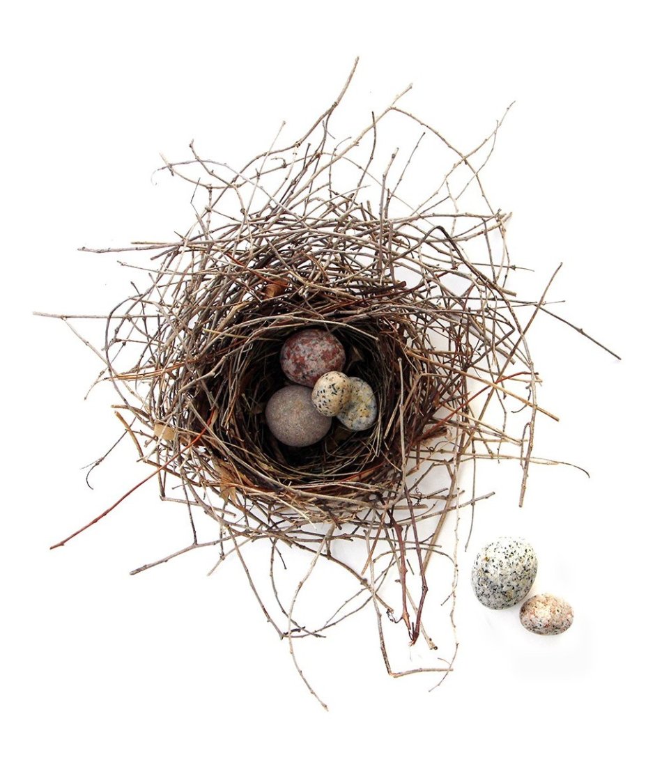 Гнездо на ветке