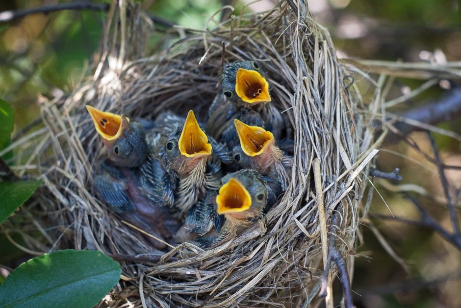 Кукушонок желторотый