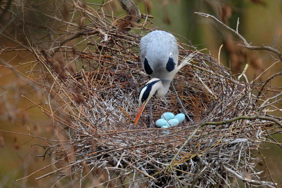 Серая цапля гнездо