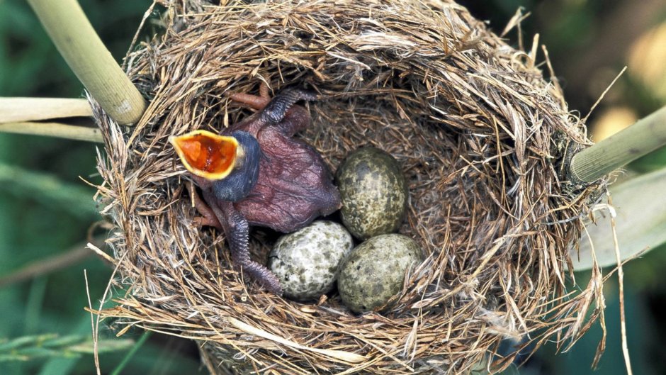 Гнездовой паразитизм кукушки