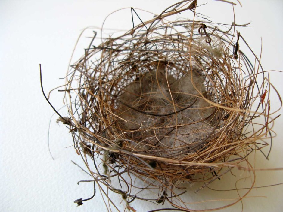 Птичье гнездо из веток в природе