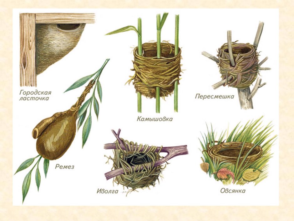 Схема строения гнезд
