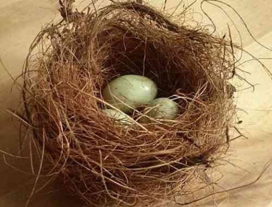 Птицы гнезда мысли