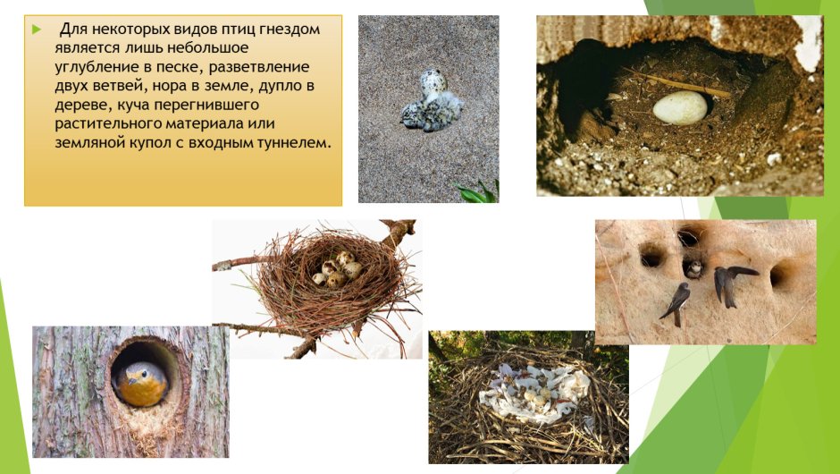 Птицы гнездящиеся в норах