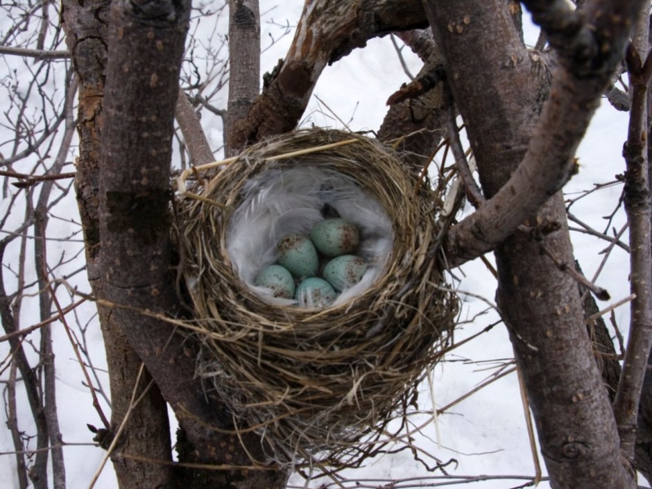 Гнезда лесных птиц