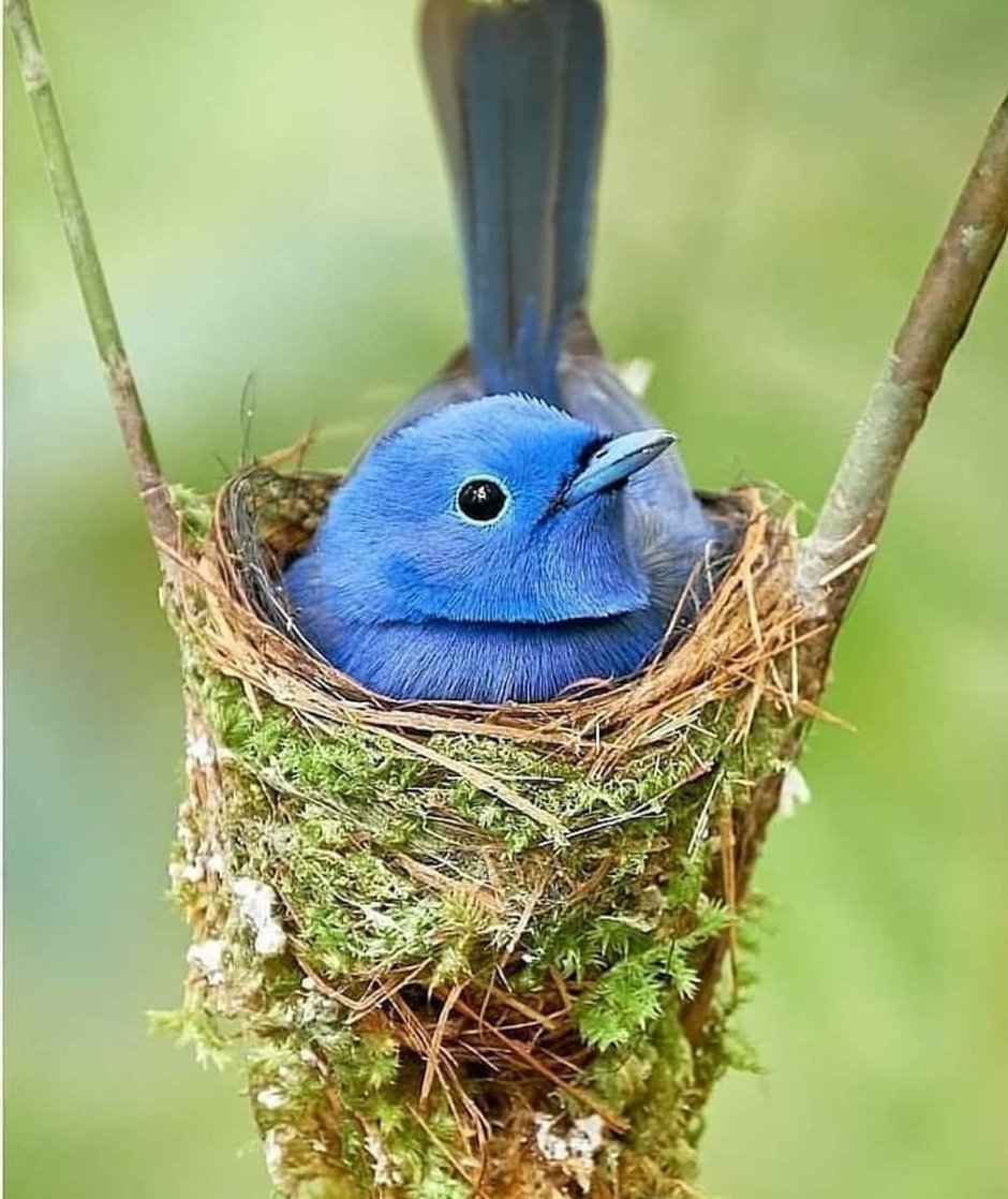 Гнездо для птиц.