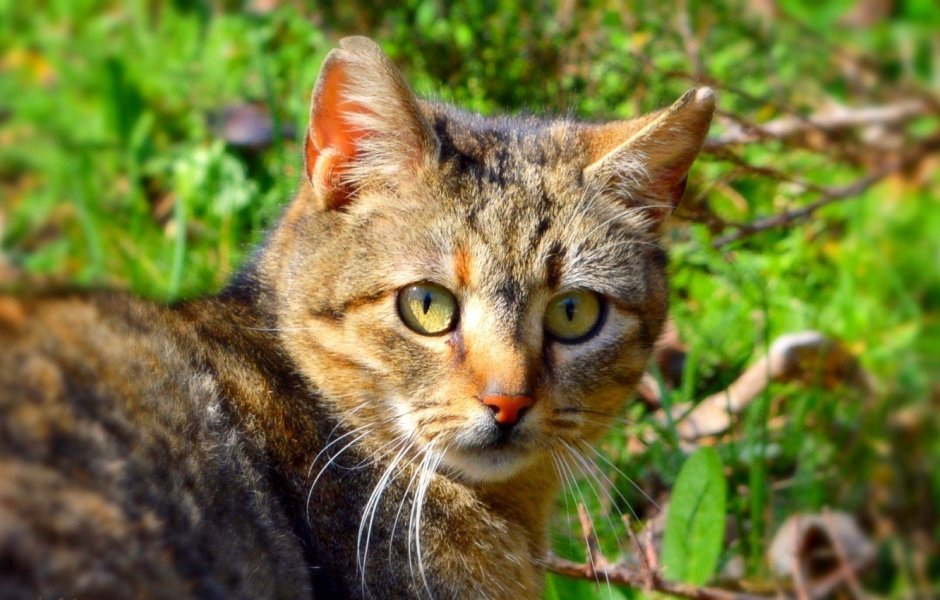 Беспородные кошки