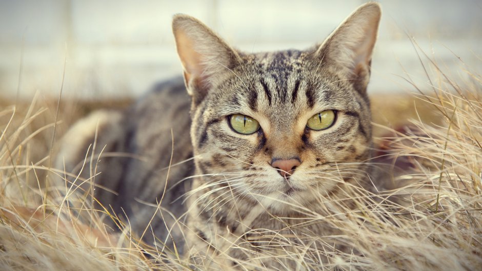 Полосатая кошка