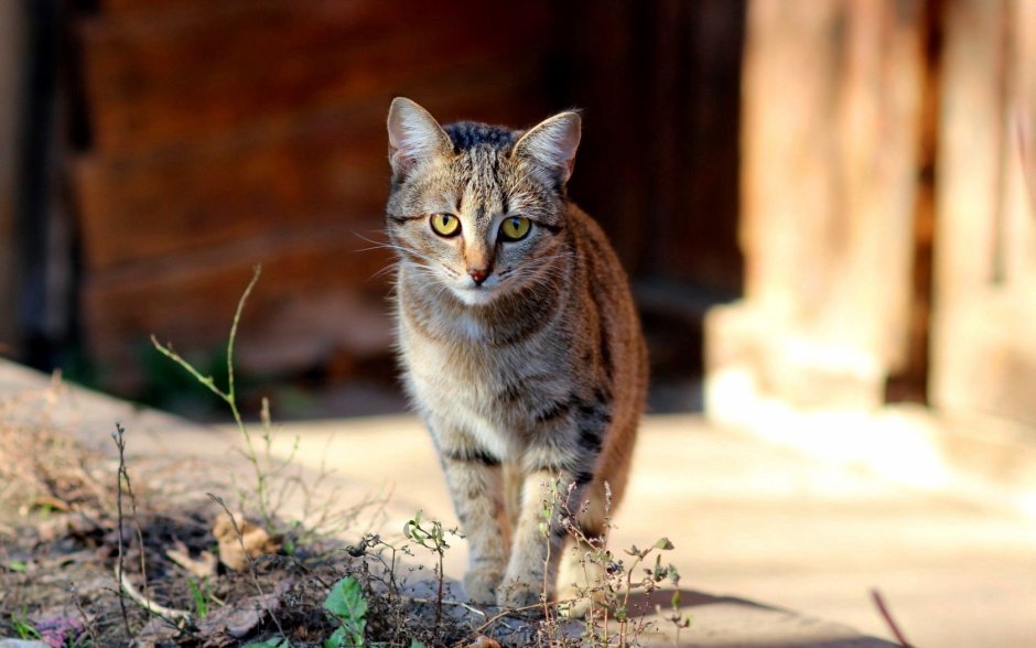 Эфиопская кошка абиссинец