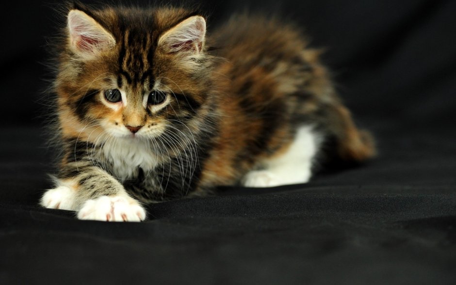 Картинки на рабочий стол котята