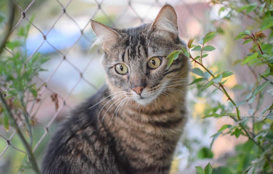 Беспородные кошки фото