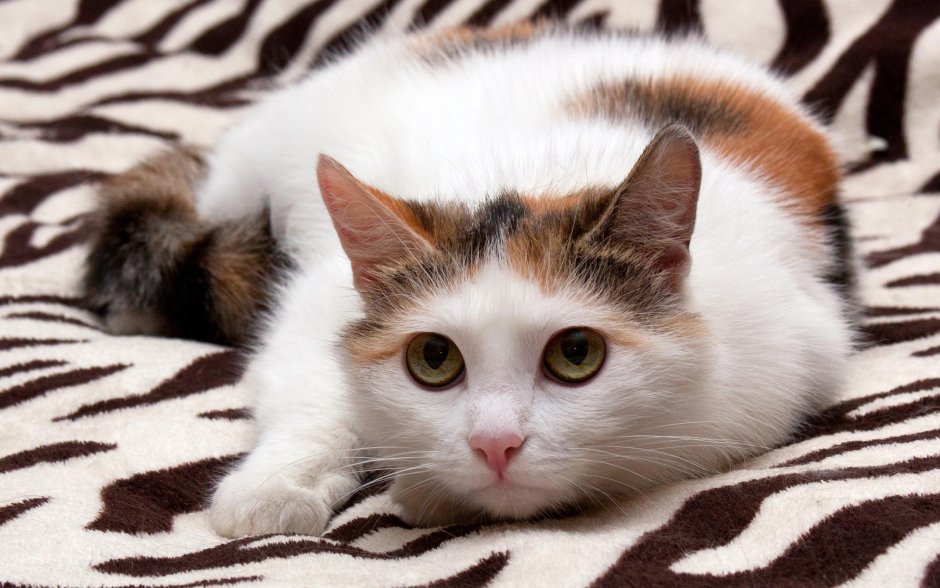 Трёхцветная кошка