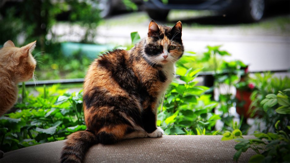 Трехцветный кот