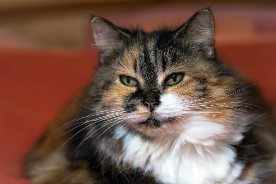 Красивые беспородные кошки полные