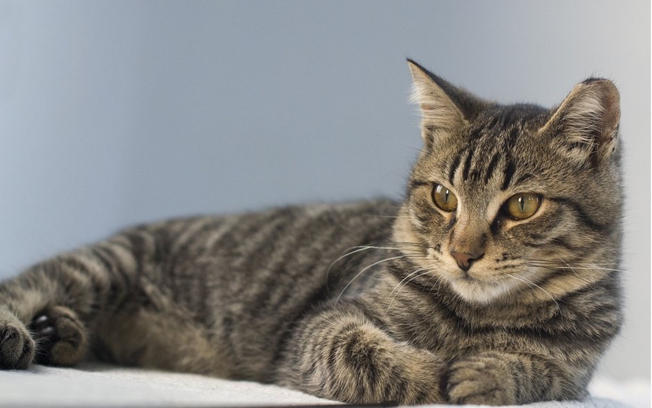 Сибирская короткошерстная