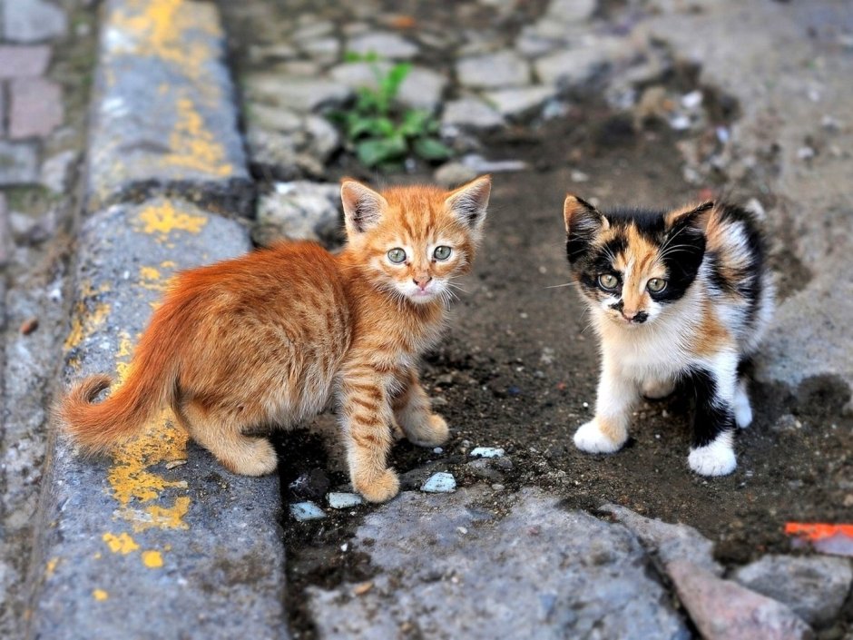 Бездомные кошки