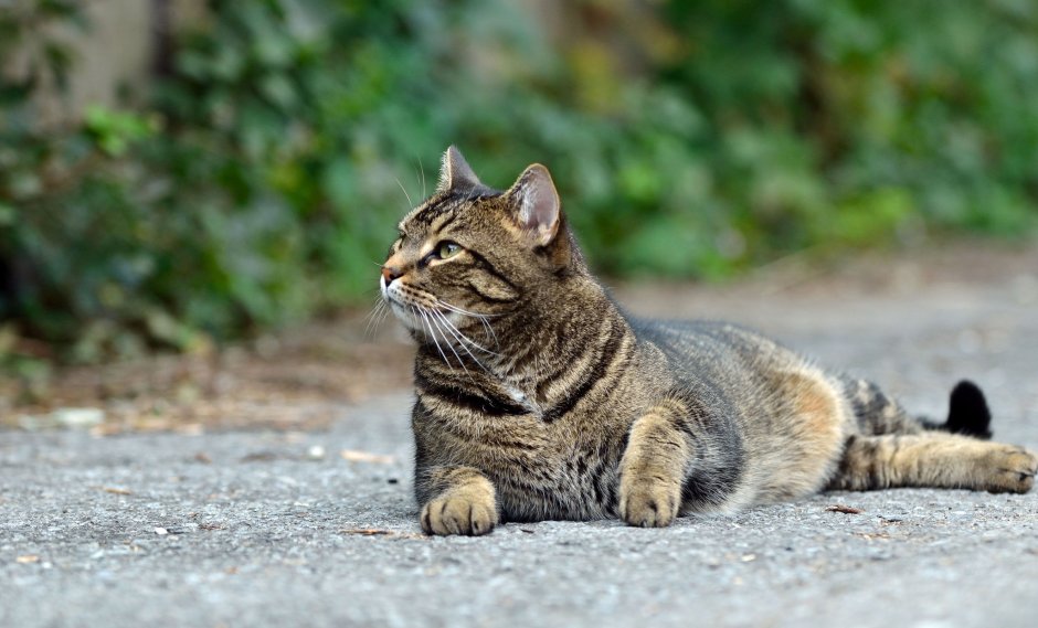 Кошка беспородная картинка на экран