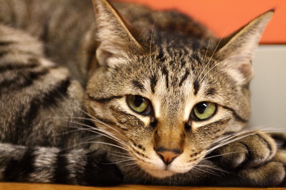 Кошка ирландская короткошерстная