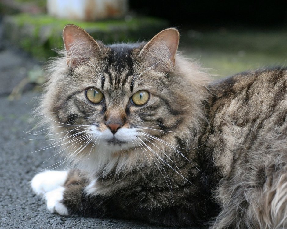 Сибирский кот серый полосатый