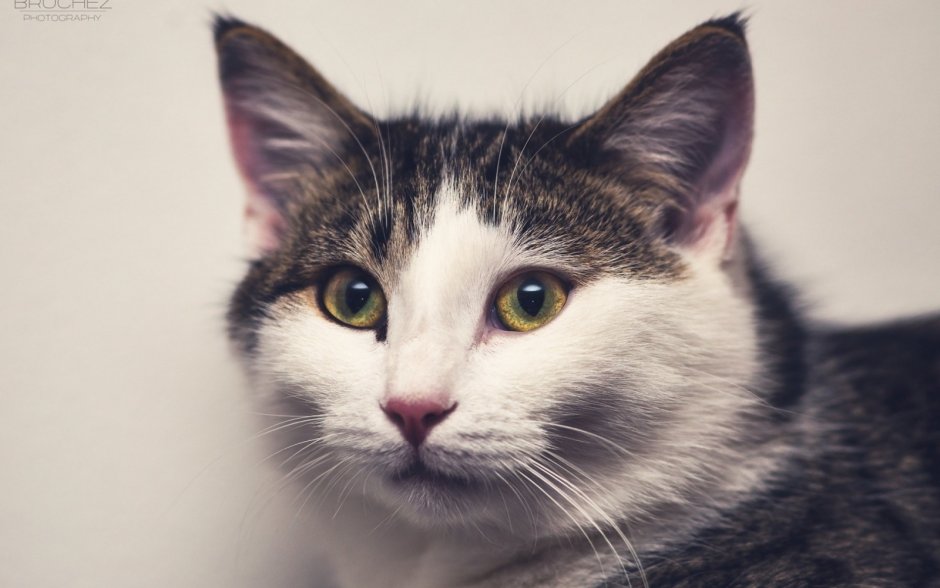 Морда кота в три четверти