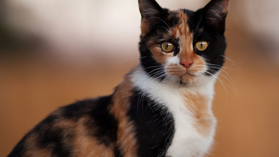 Европейская короткошерстная трехцветная