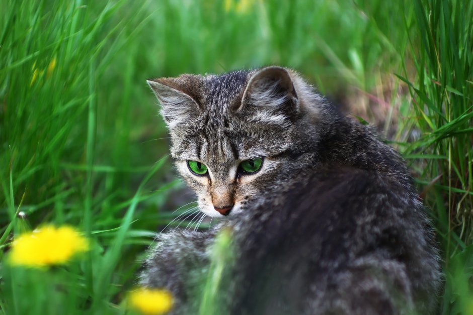 Киса на траве