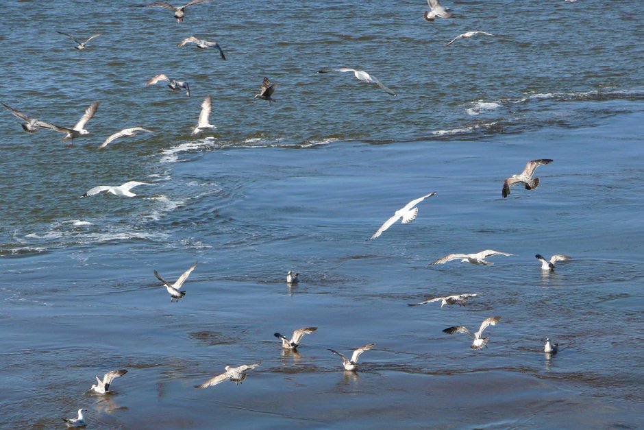 Чайка взлетает с воды