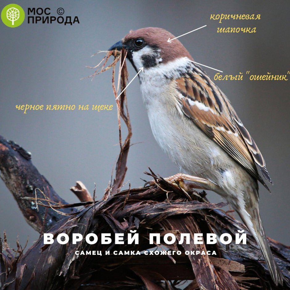 Воробей домовый и полевой отличия