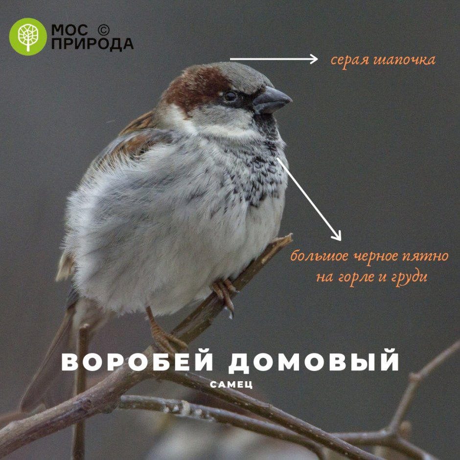 Виды Воробьев