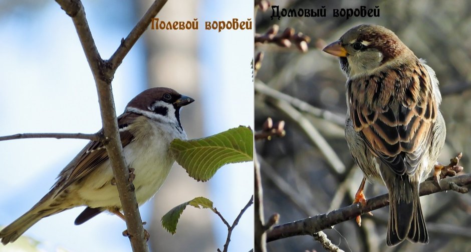 Воробей домовый и полевой