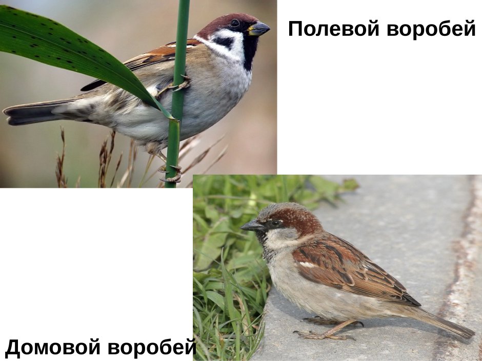 Воробей полевой и Домовой
