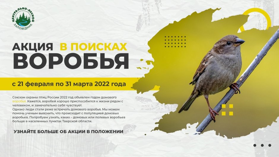 Домовой Воробей птица 2022 года