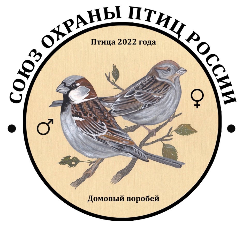 Внешний вид воробья описание