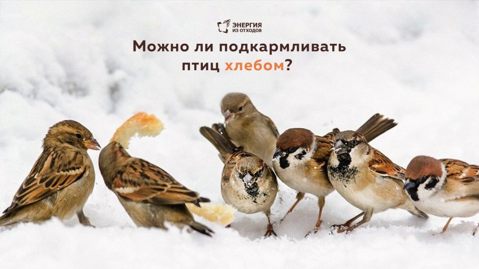 Домовой Воробей описание