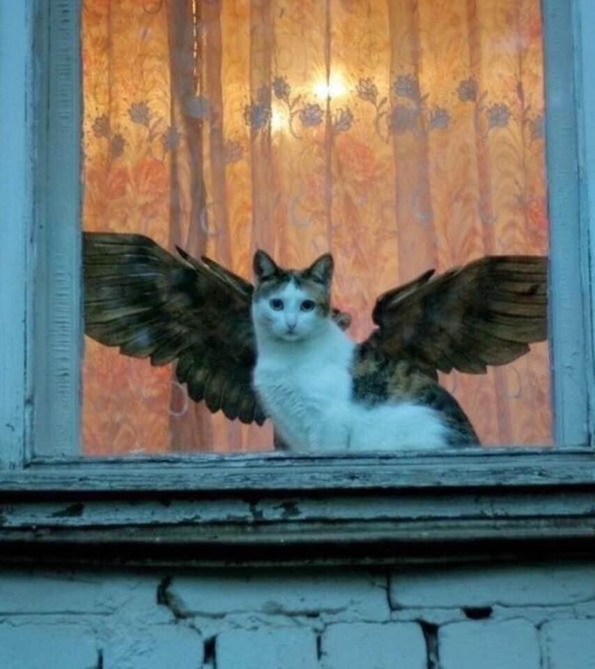 Коты Воители фиолетовая кошка