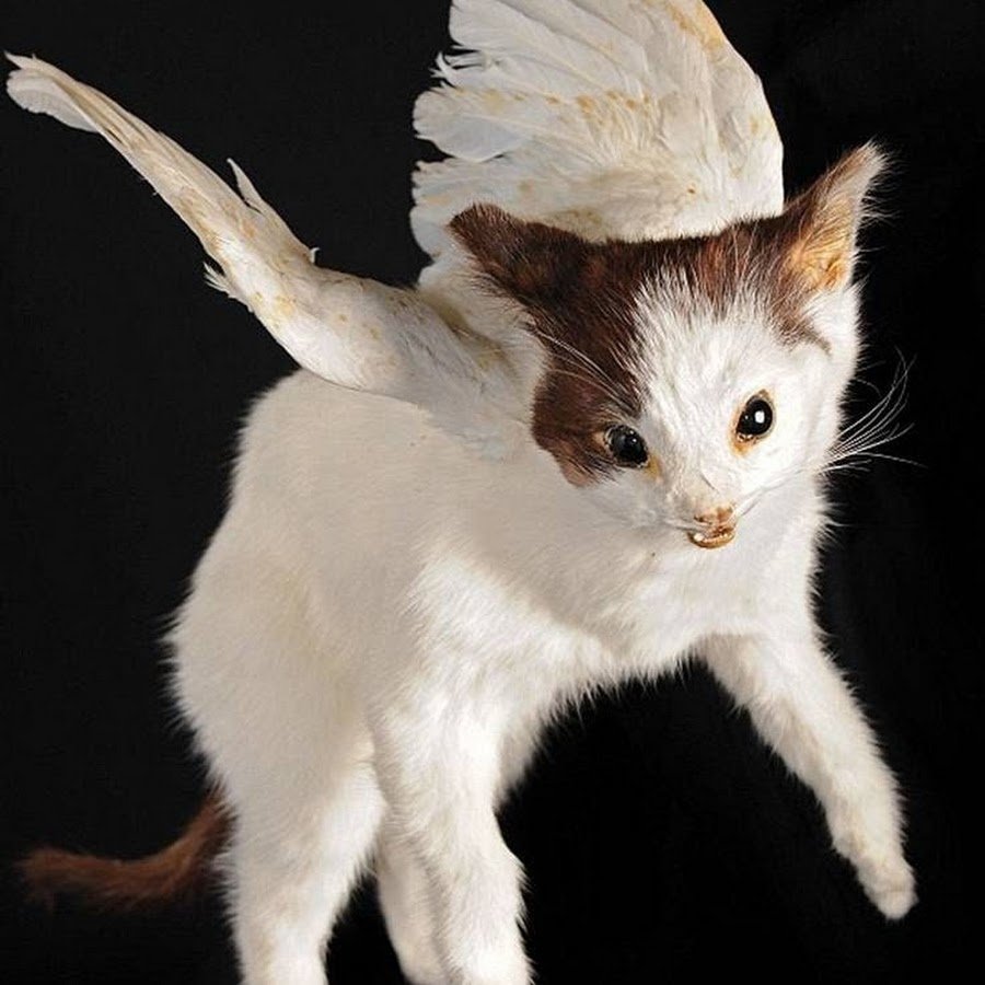 Коты Воители арт крылатый кот