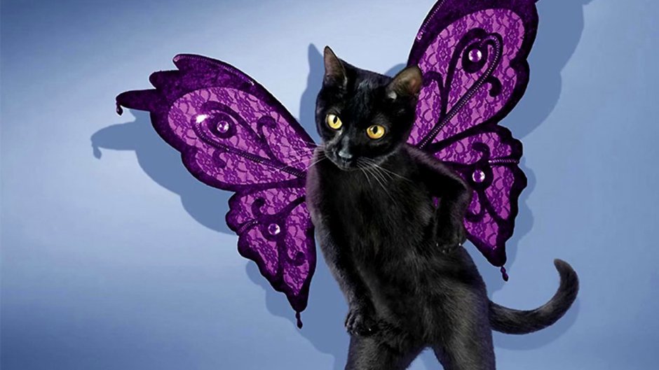 Кошки с крыльями в реальной жизни